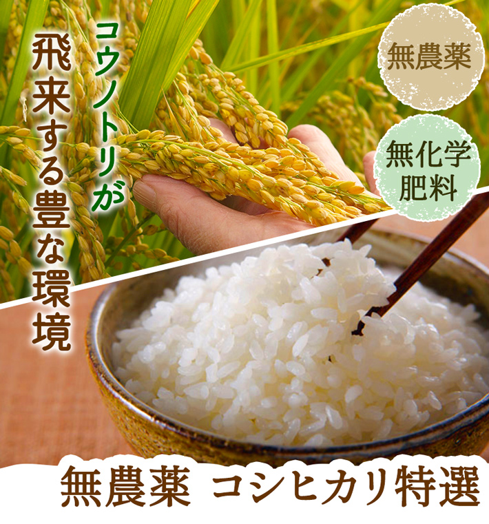 【無農薬】コシヒカリ 玄米 一等米 20キロ 無除草剤 無化学肥料 こだわりの米