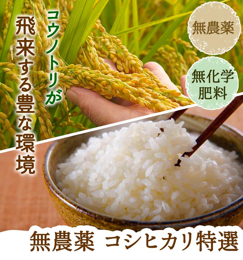 栃木県特一等米新米無農薬コシヒカリ27日限り食品
